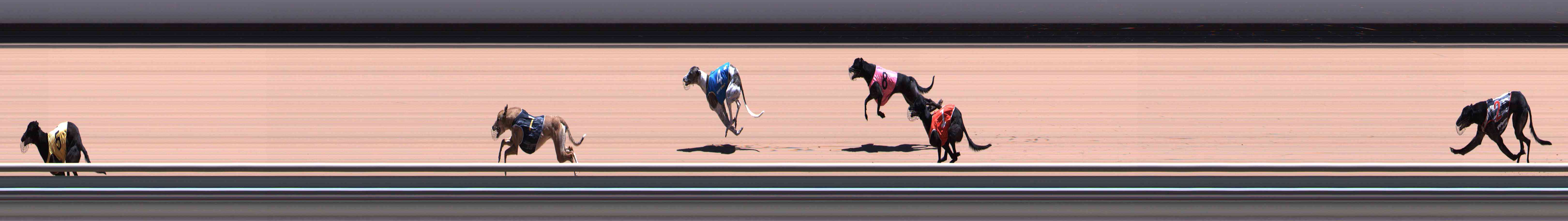 Photo finish for Healesville Race 9