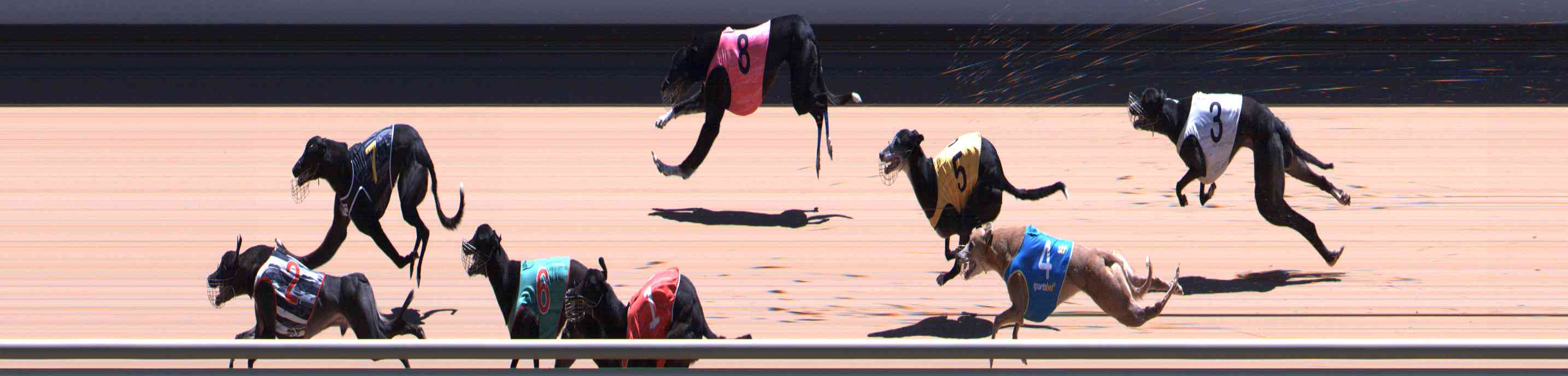 Photo finish for Healesville Race 11