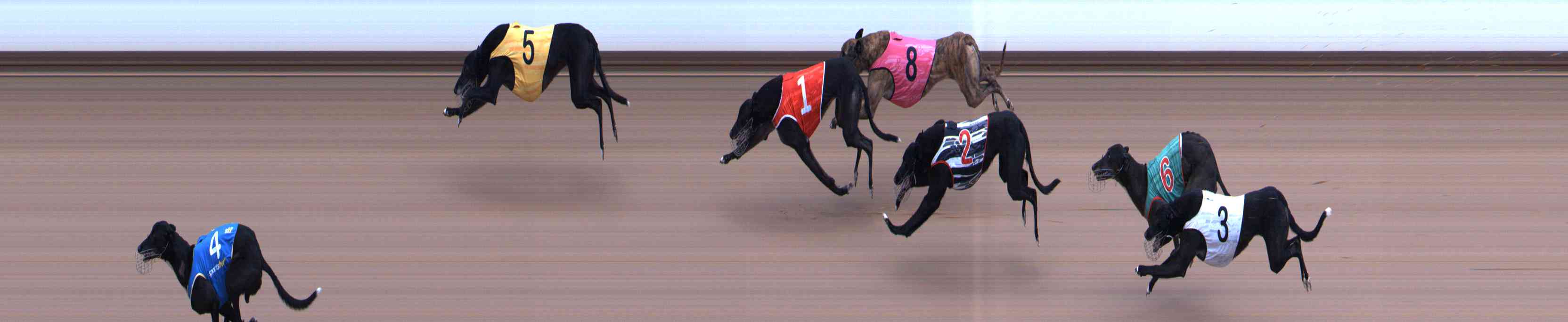 Photo finish for Healesville Race 5