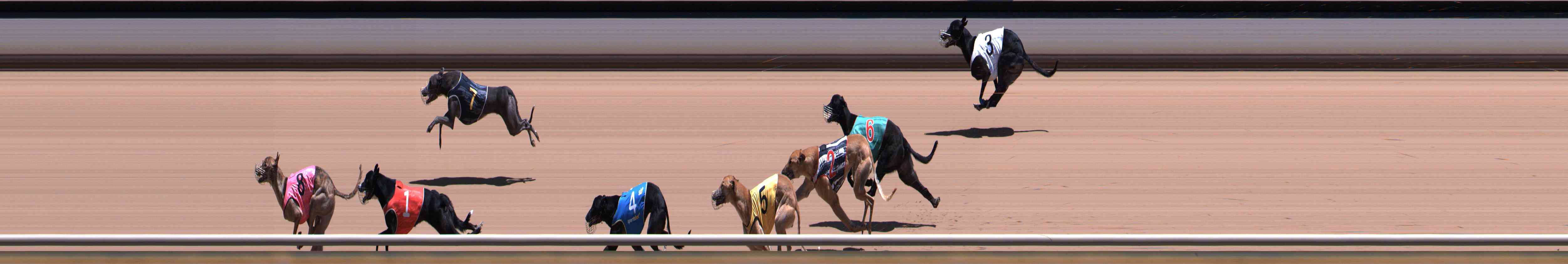 Photo finish for Healesville Race 7