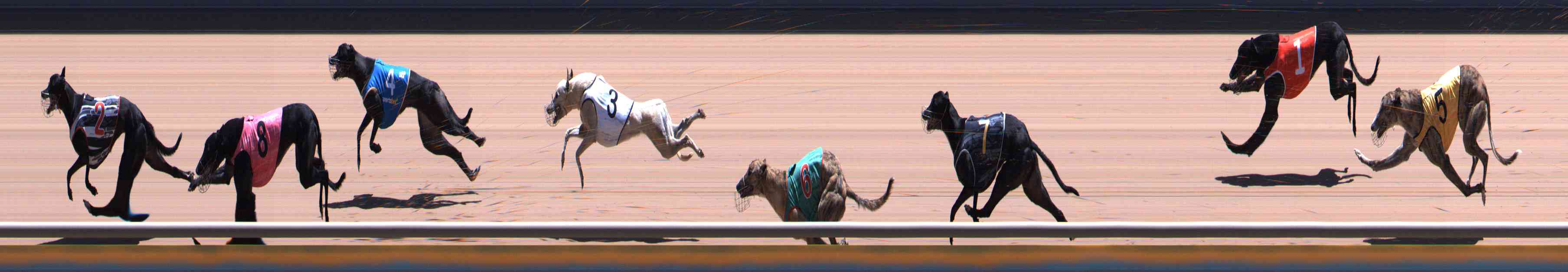 Photo finish for Healesville Race 11