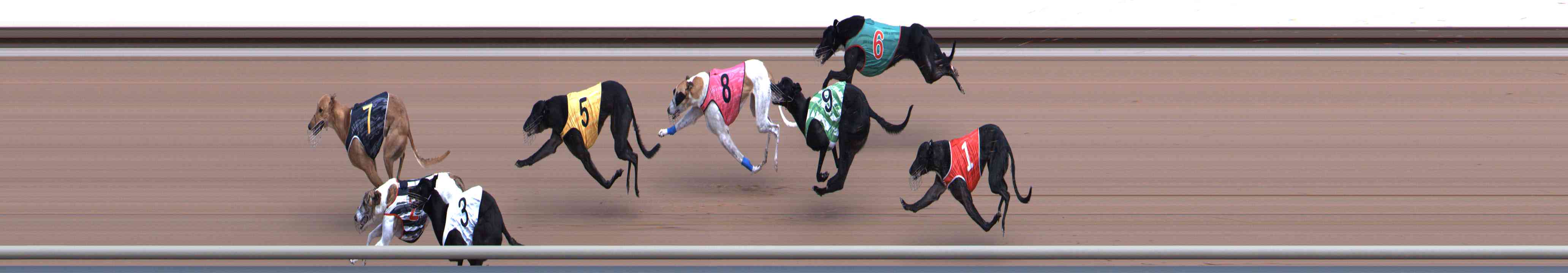 Photo finish for Healesville Race 5