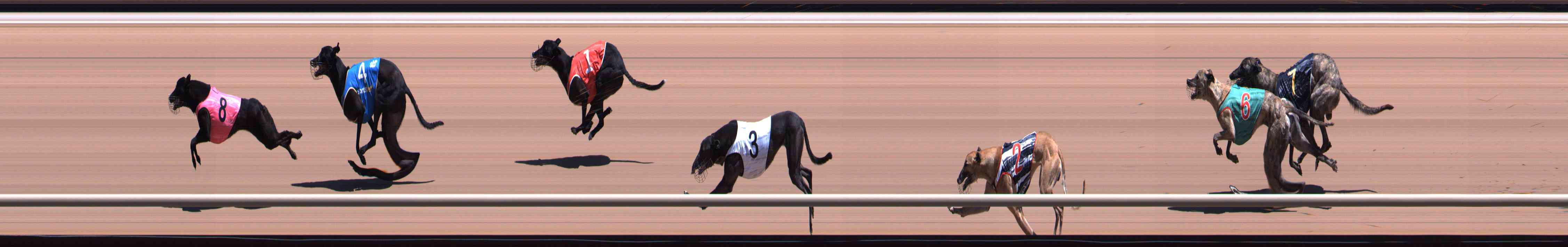 Photo finish for Healesville Race 5