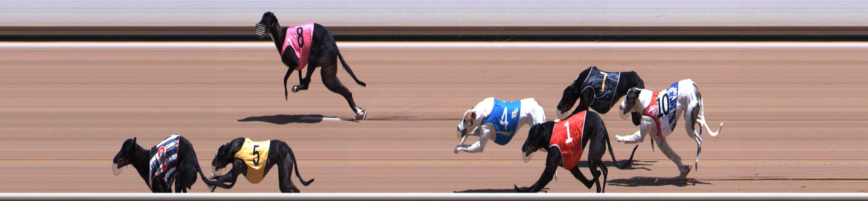 Photo finish for Healesville Race 8
