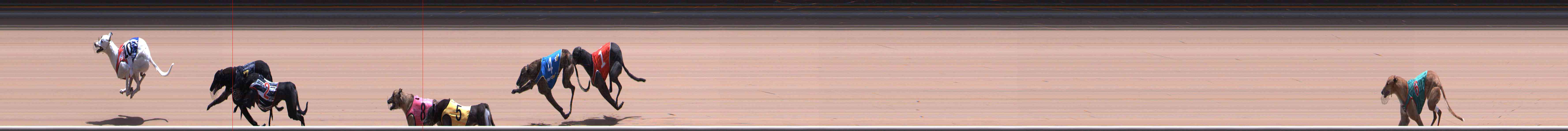 Photo finish for Healesville Race 12