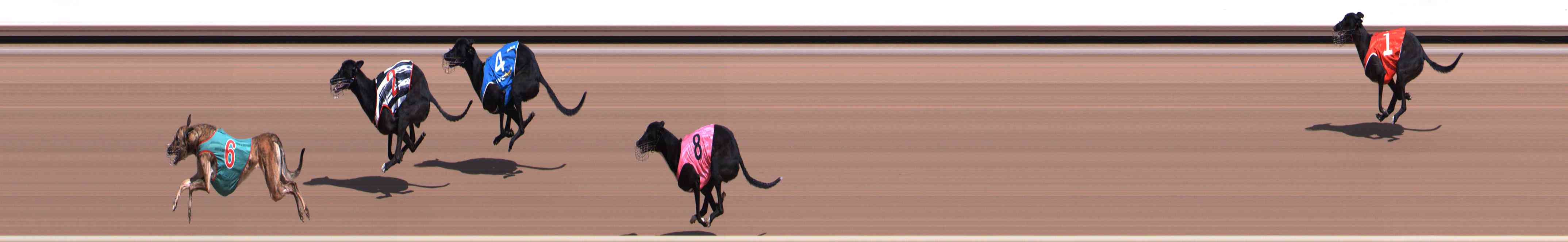 Photo finish for Healesville Race 2