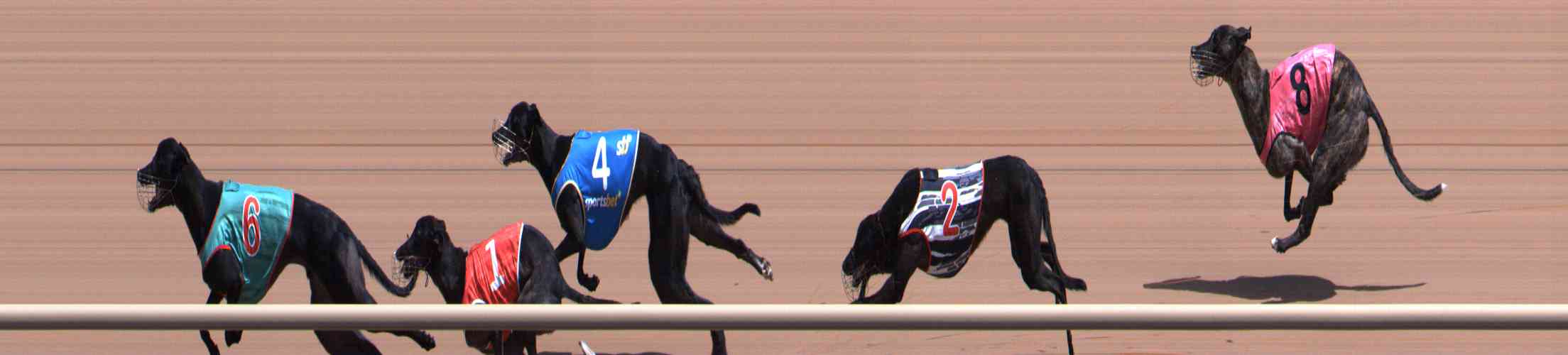 Photo finish for Healesville Race 6
