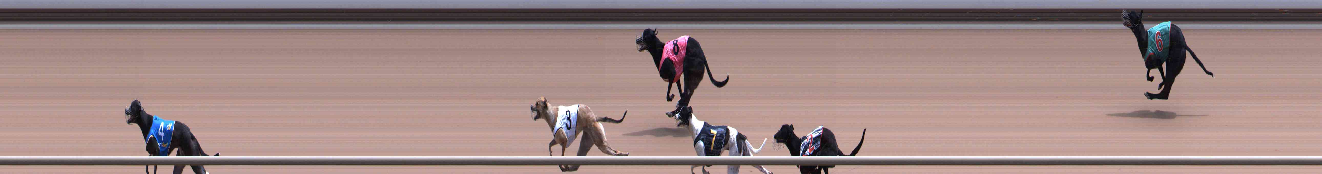 Photo finish for Healesville Race 9