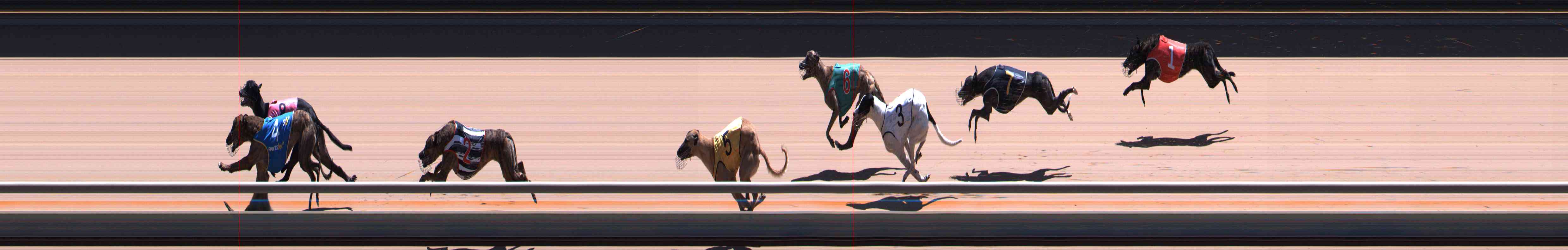 Photo finish for Healesville Race 12
