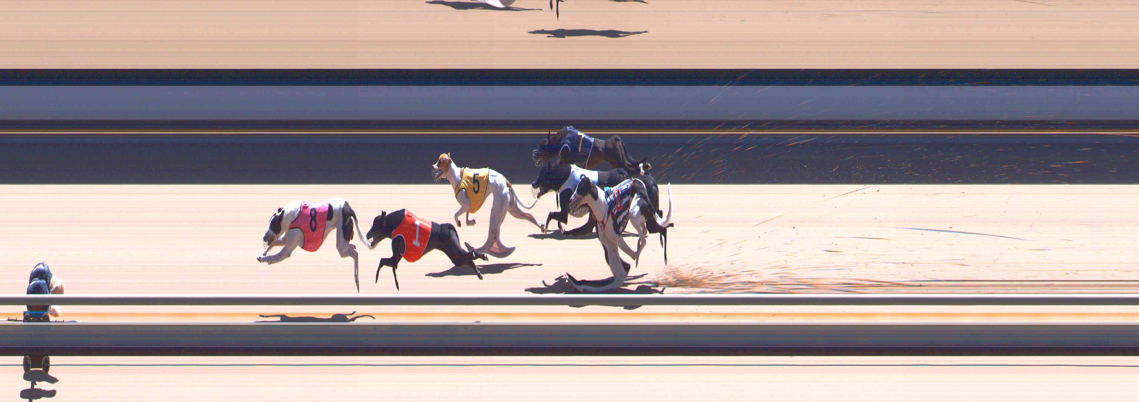 Photo finish for Healesville Race 12