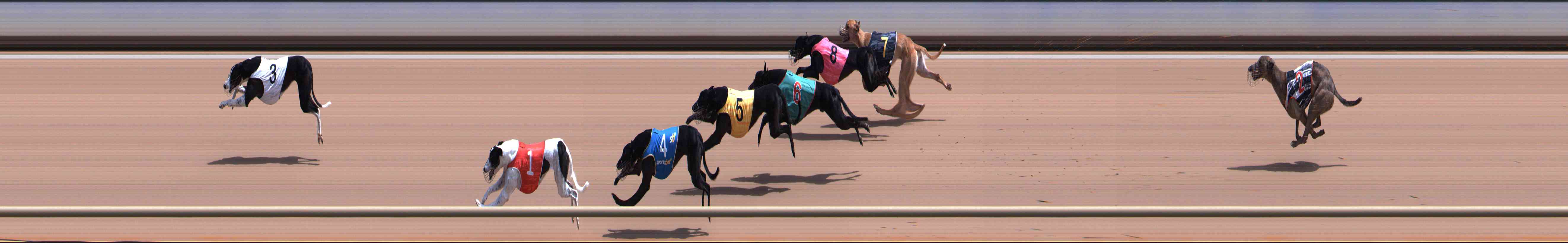 Photo finish for Healesville Race 5