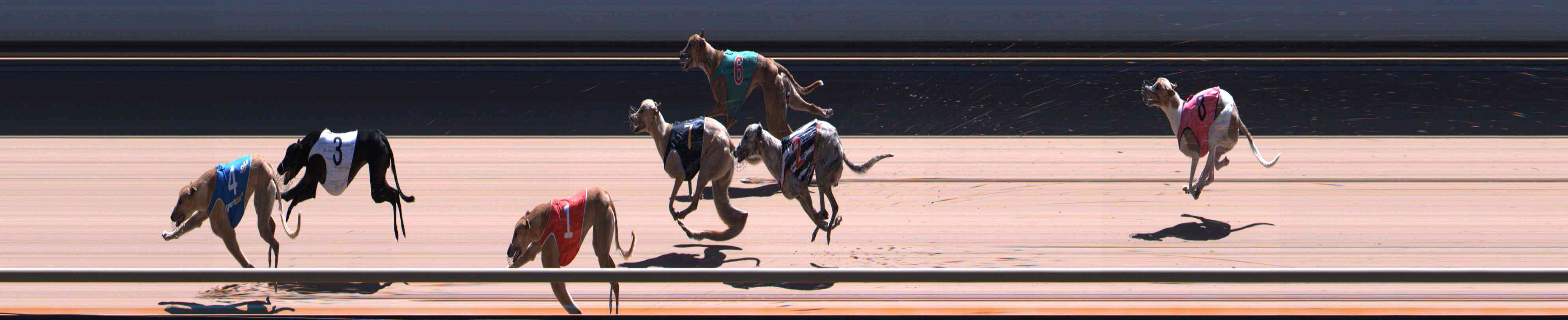 Photo finish for Healesville Race 11