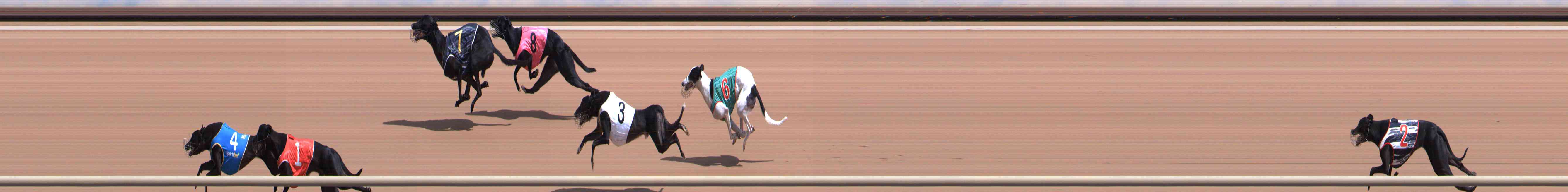Photo finish for Healesville Race 5