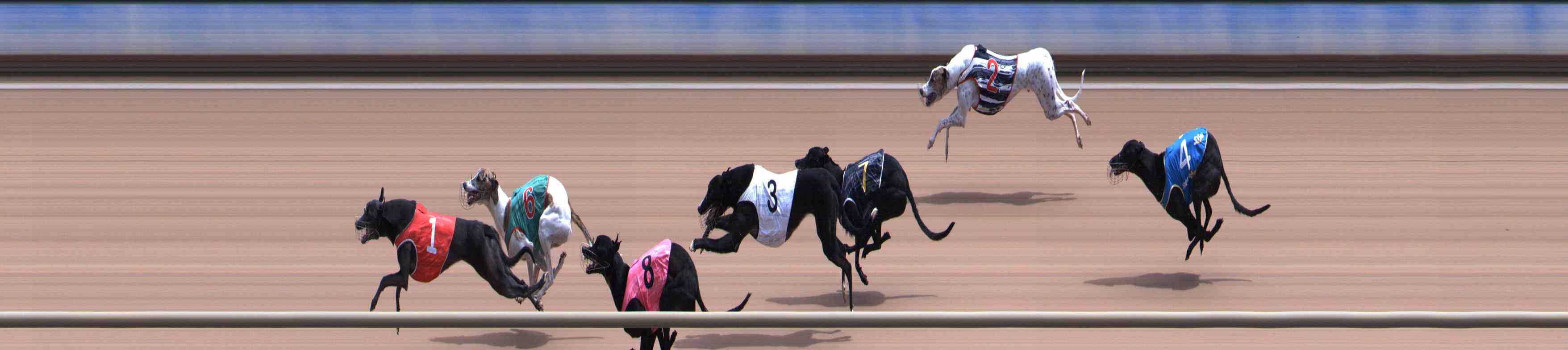 Photo finish for Healesville Race 9