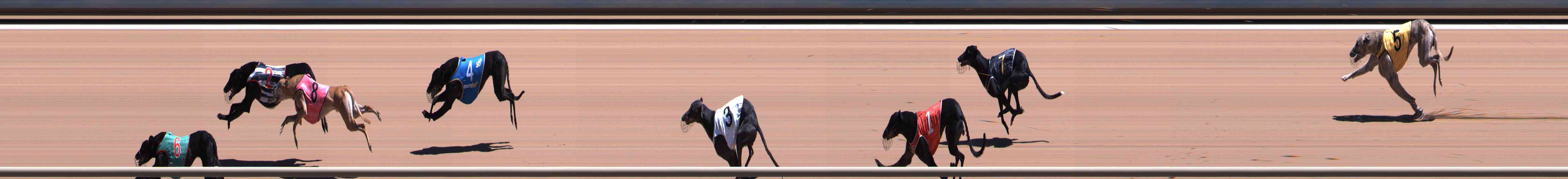 Photo finish for Healesville Race 9