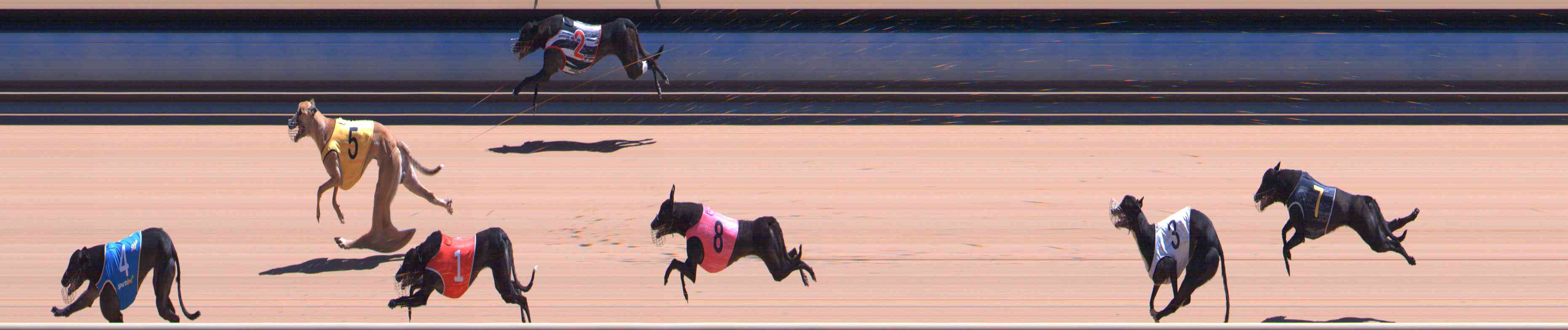 Photo finish for Healesville Race 11