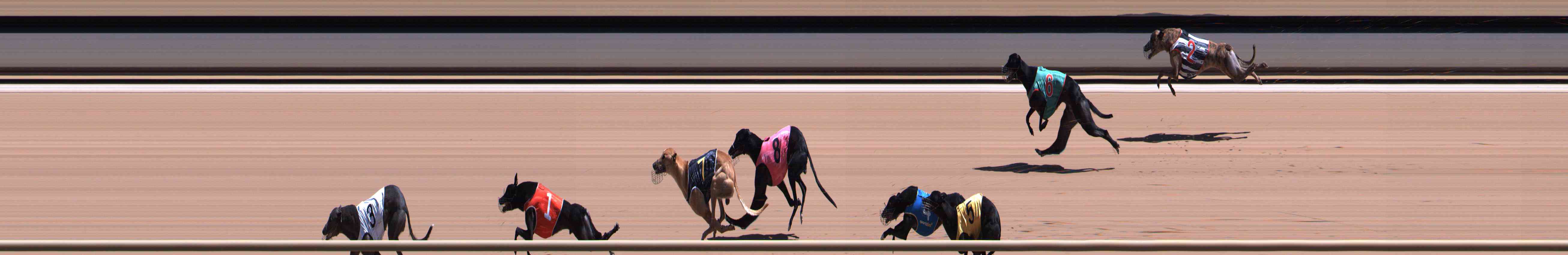 Photo finish for Healesville Race 8