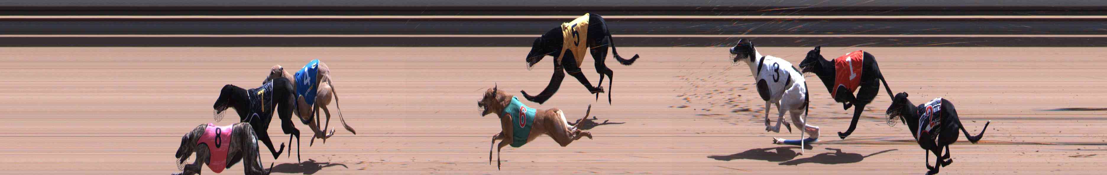 Photo finish for Healesville Race 11