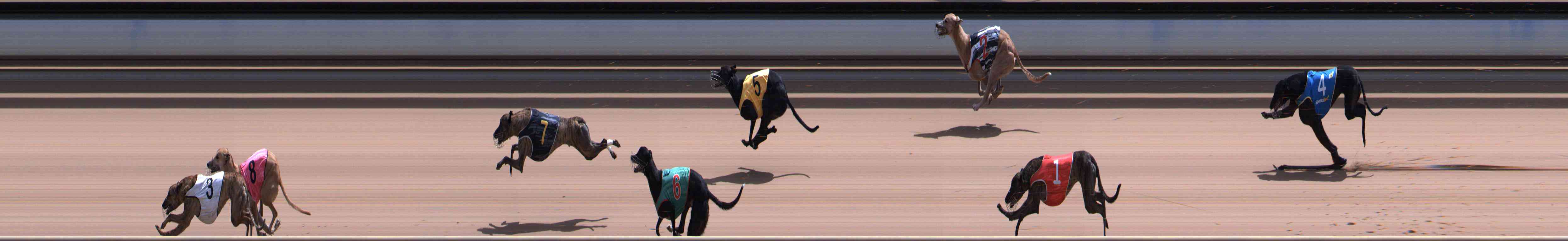 Photo finish for Healesville Race 12