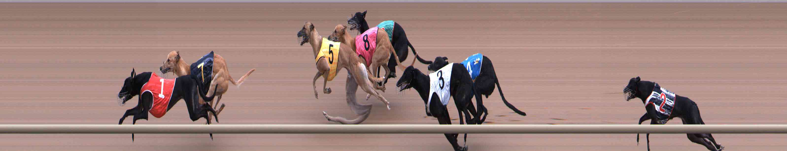 Photo finish for Healesville Race 2