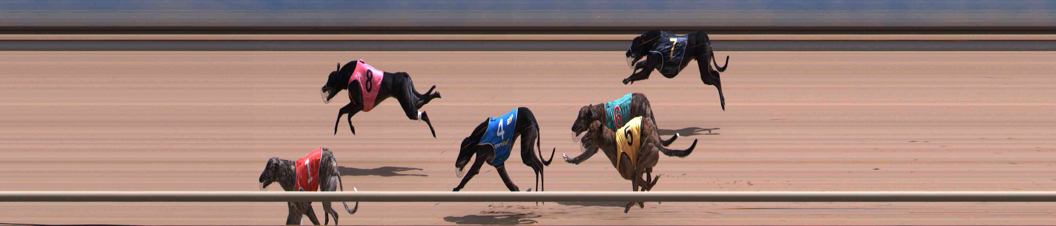 Photo finish for Healesville Race 8