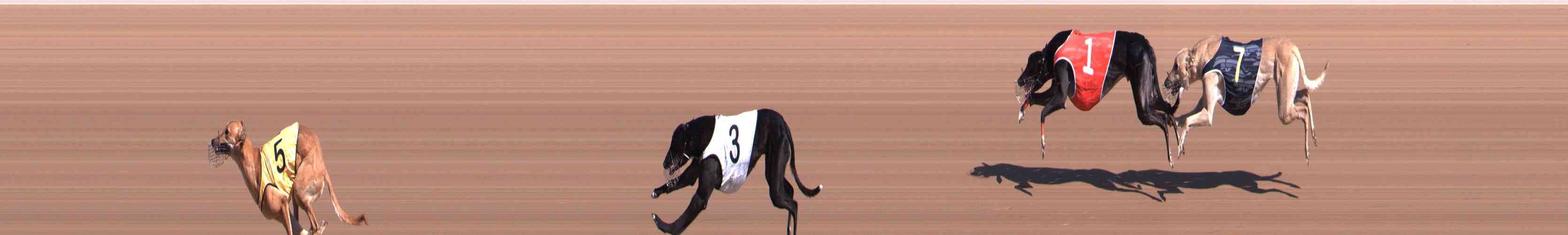 Photo finish for Healesville Race 3