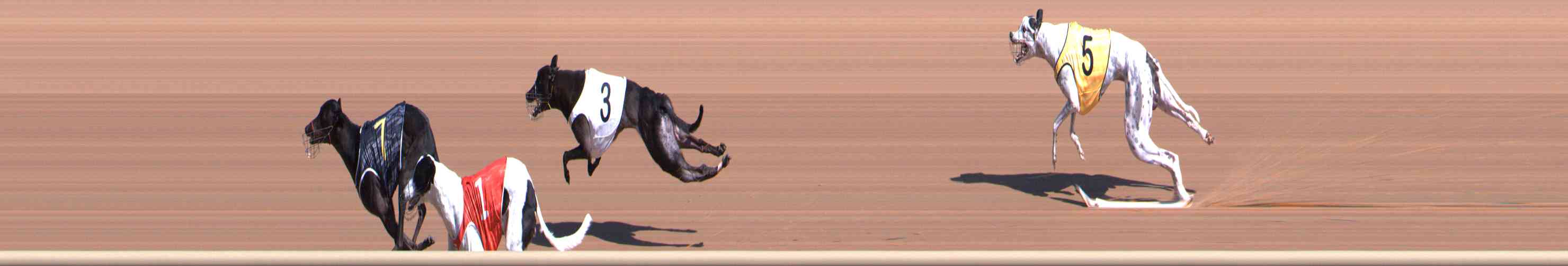Photo finish for Healesville Race 4