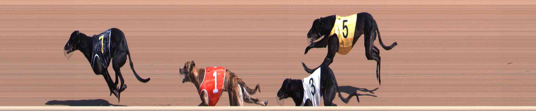Photo finish for Healesville Race 5