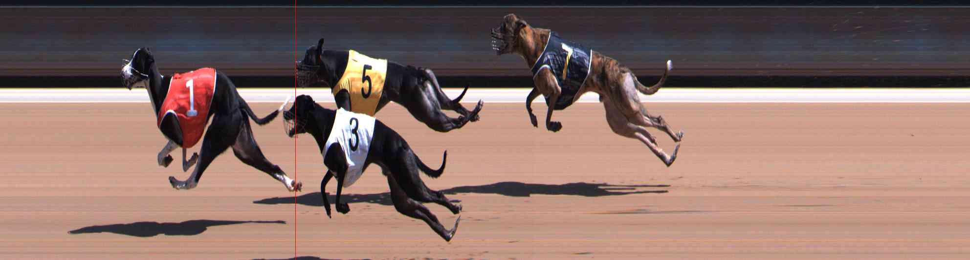 Photo finish for Healesville Race 8