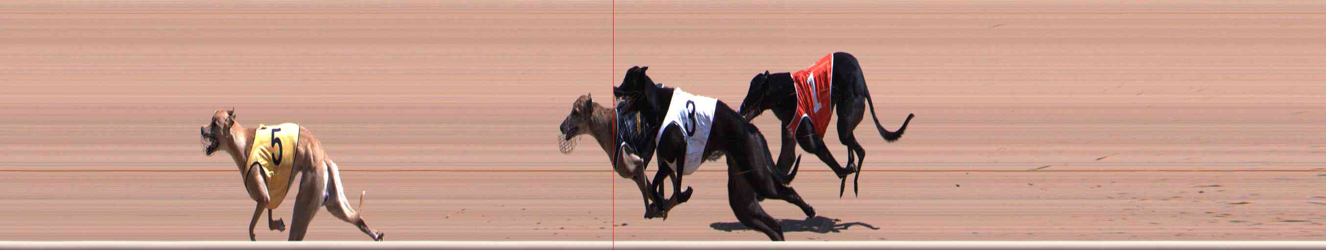 Photo finish for Healesville Race 9