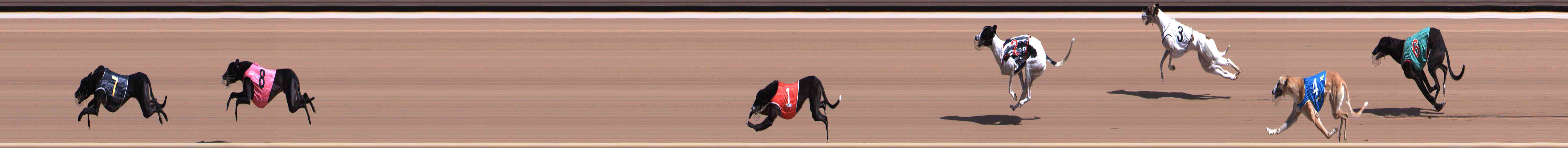 Photo finish for Healesville Race 1
