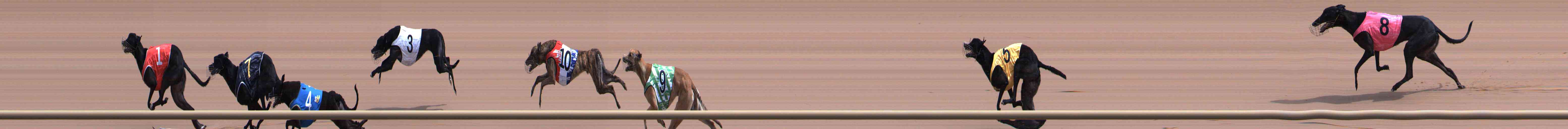 Photo finish for Healesville Race 5