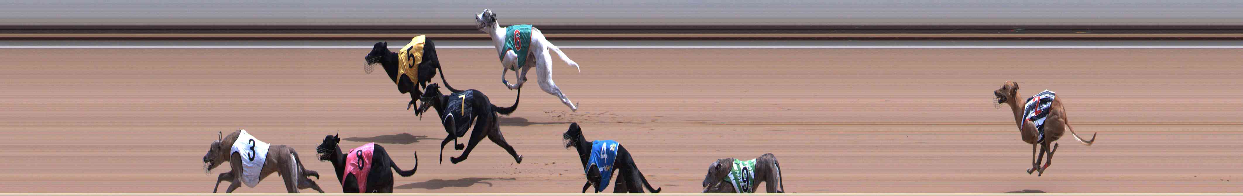 Photo finish for Healesville Race 6