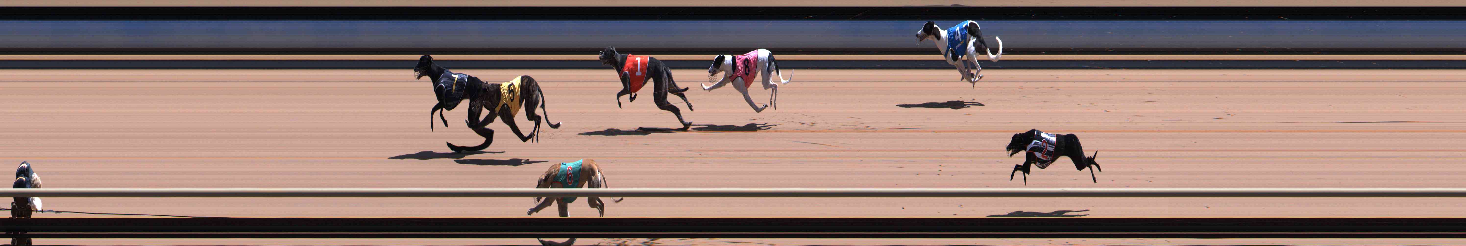 Photo finish for Healesville Race 7