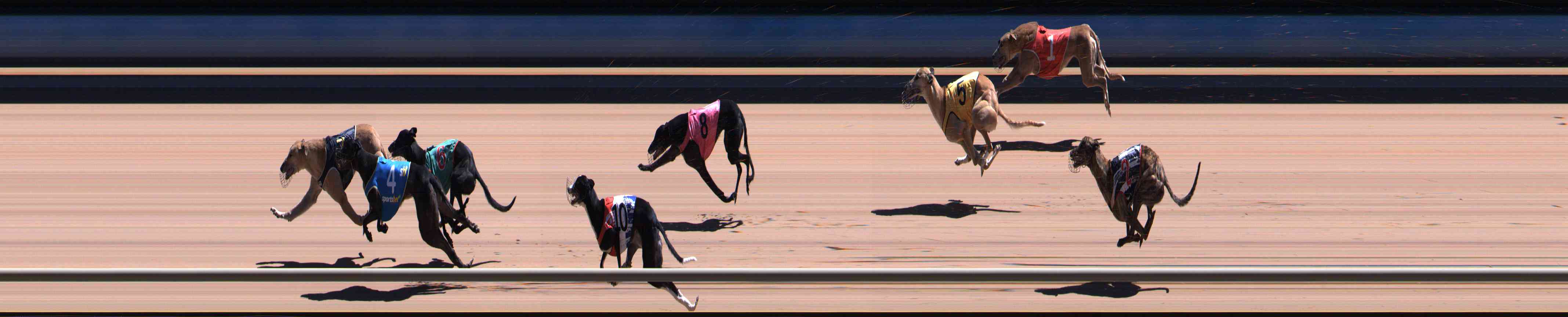 Photo finish for Healesville Race 12
