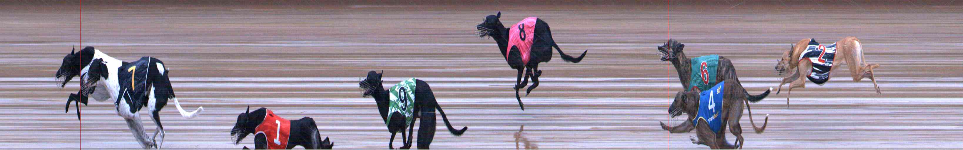 Photo finish for Healesville Race 5