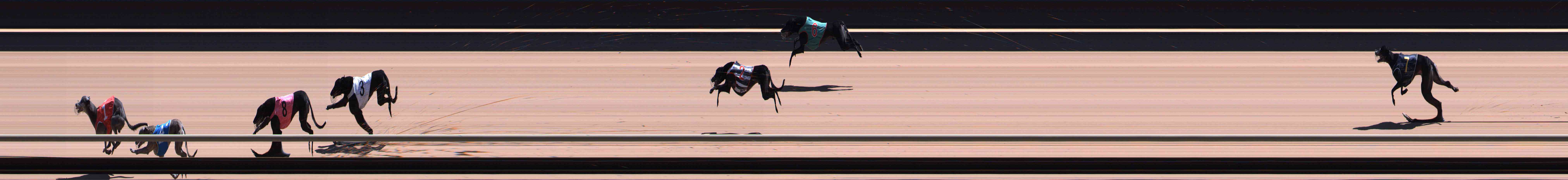 Photo finish for Healesville Race 9