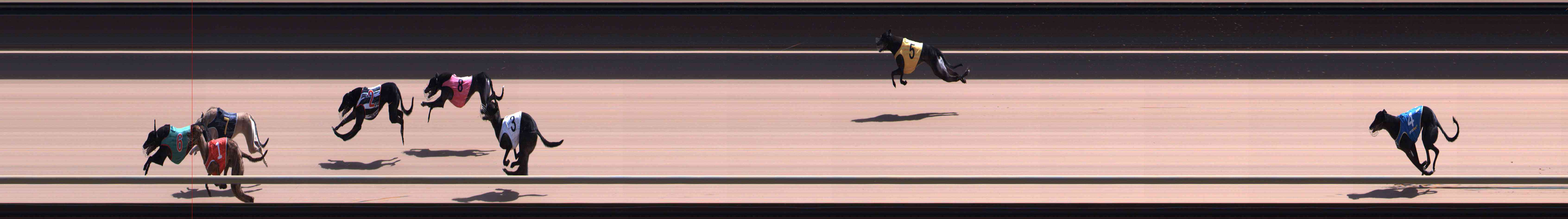 Photo finish for Healesville Race 9