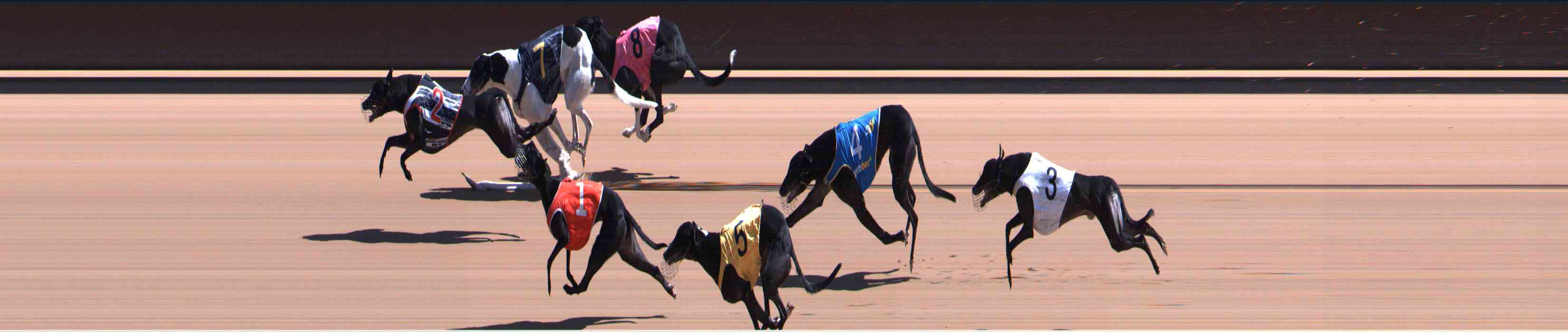 Photo finish for Healesville Race 8