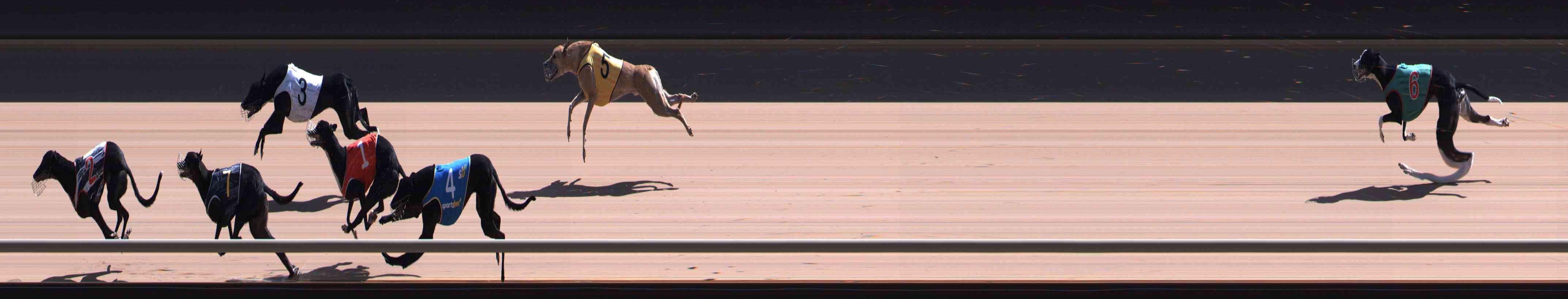 Photo finish for Healesville Race 12