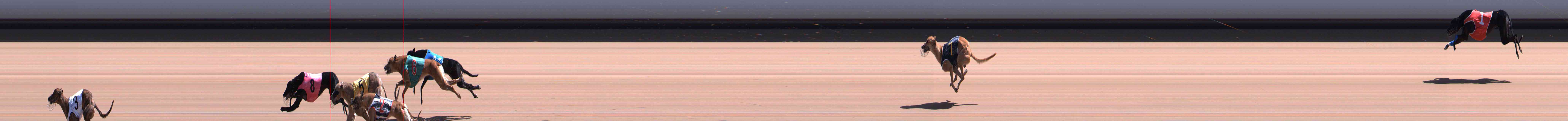 Photo finish for Healesville Race 9