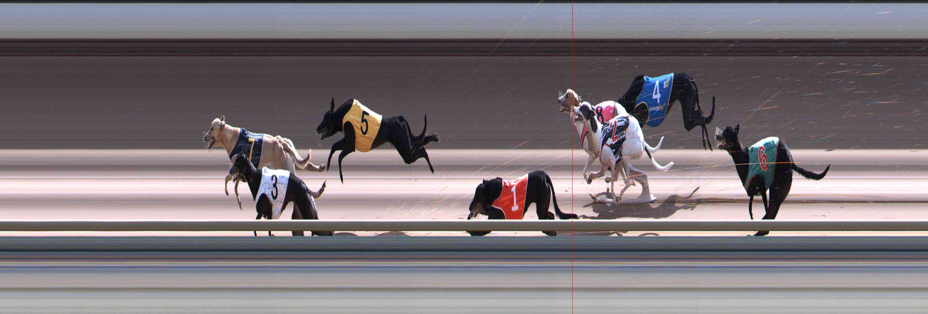 Photo finish for Healesville Race 12