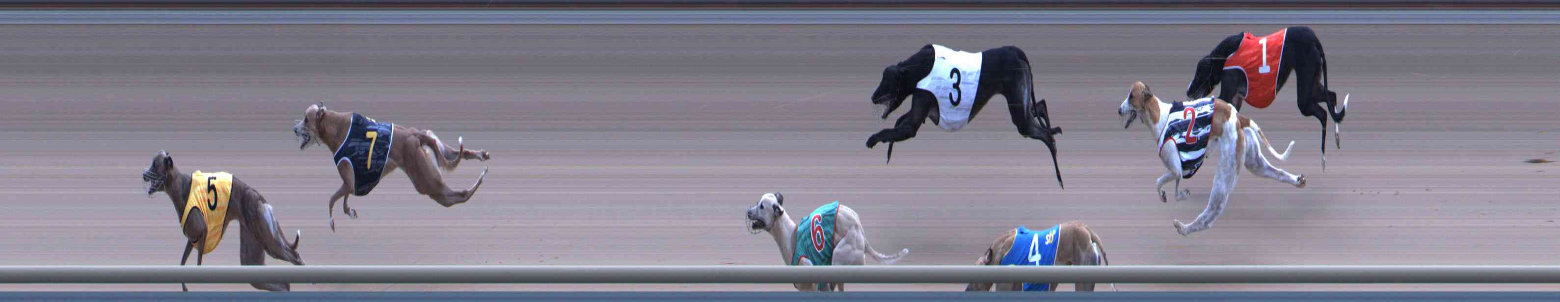 Photo finish for Healesville Race 8