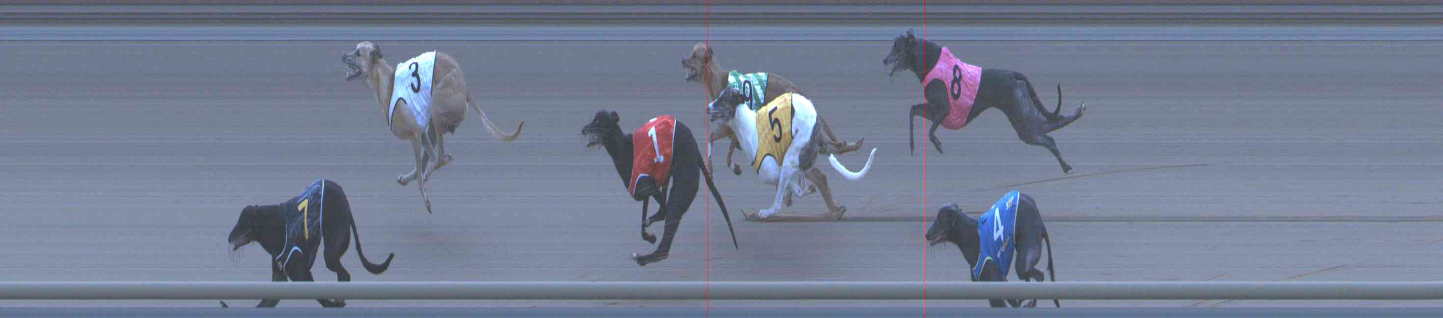 Photo finish for Healesville Race 12