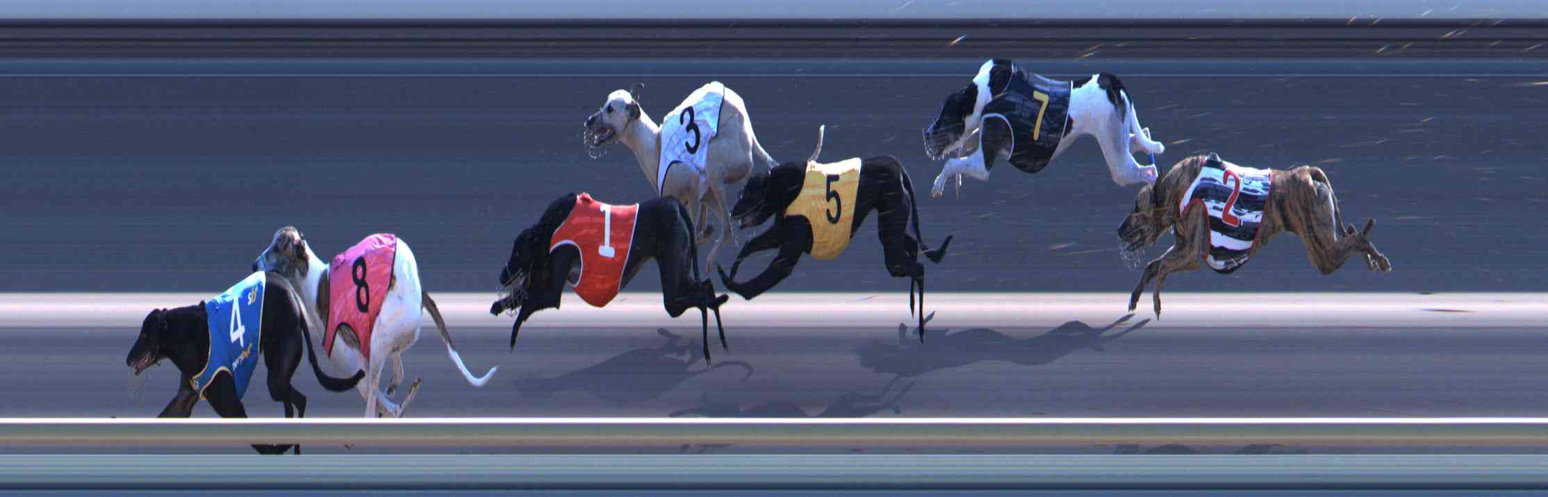 Photo finish for Healesville Race 11