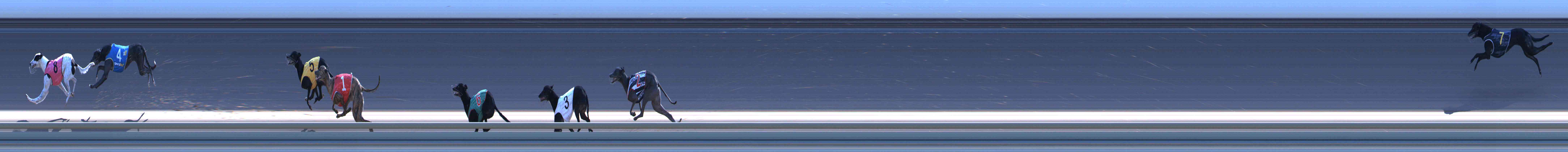 Photo finish for Healesville Race 12