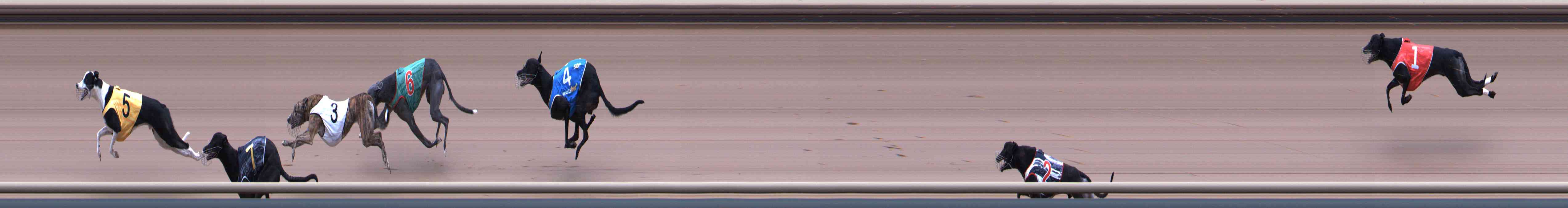 Photo finish for Healesville Race 6