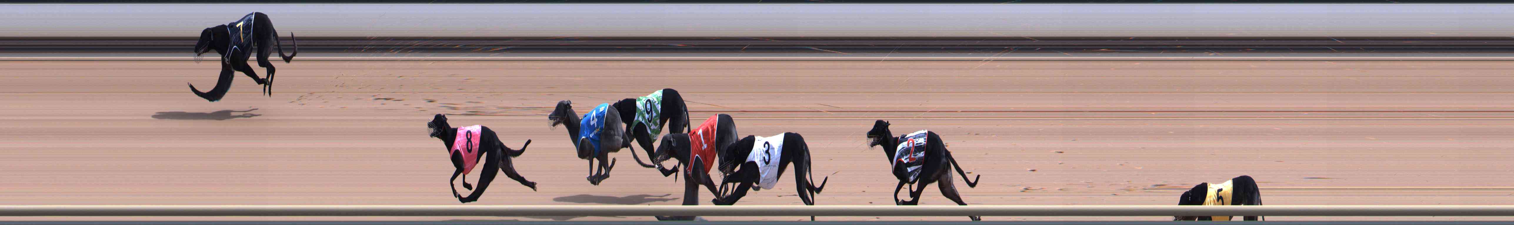 Photo finish for Healesville Race 2