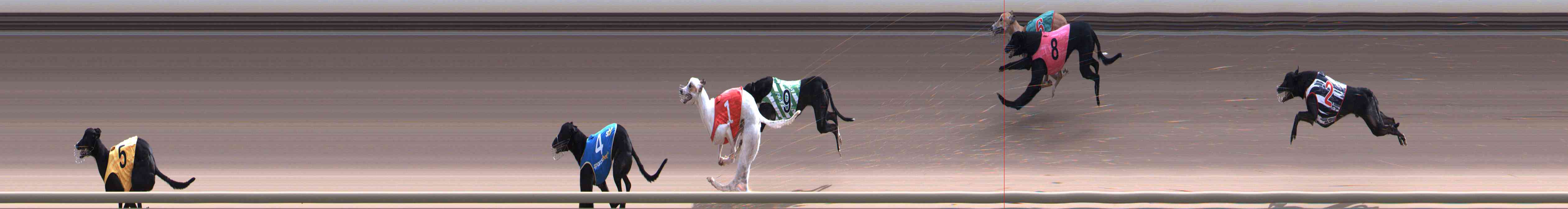 Photo finish for Healesville Race 9