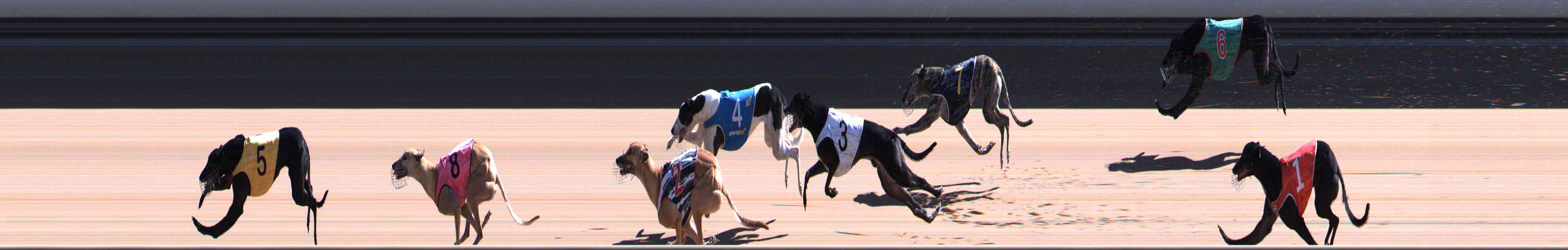 Photo finish for Healesville Race 6